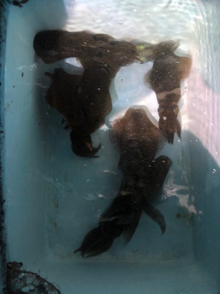 第二八坂丸 釣果