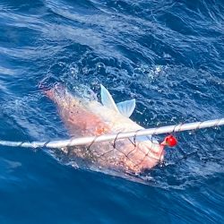 あみや渡船 JIGBOY 釣果