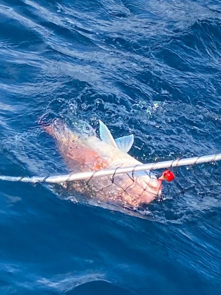 あみや渡船 JIGBOY 釣果