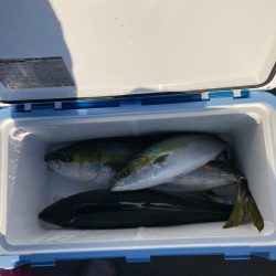 遊漁船高橋 釣果