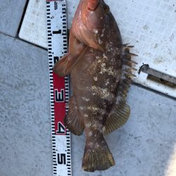 フィッシング キッタカ 釣果