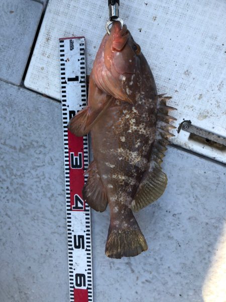 フィッシング キッタカ 釣果