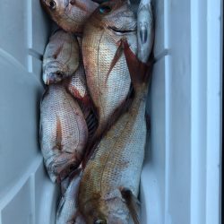 フィッシング キッタカ 釣果