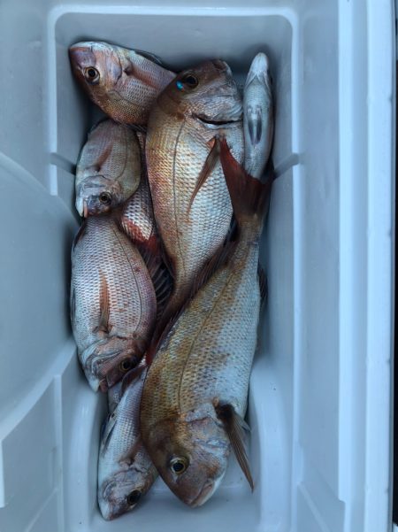 フィッシング キッタカ 釣果