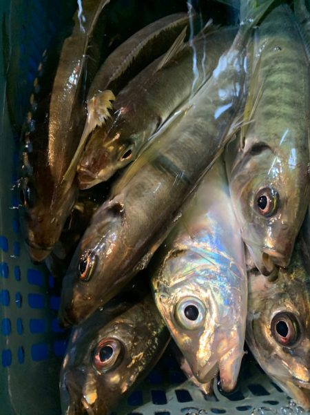 愛海丸 釣果