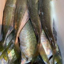 愛海丸 釣果