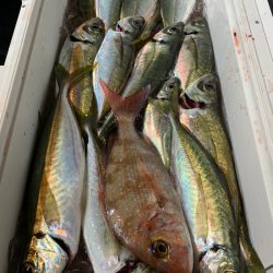 愛海丸 釣果
