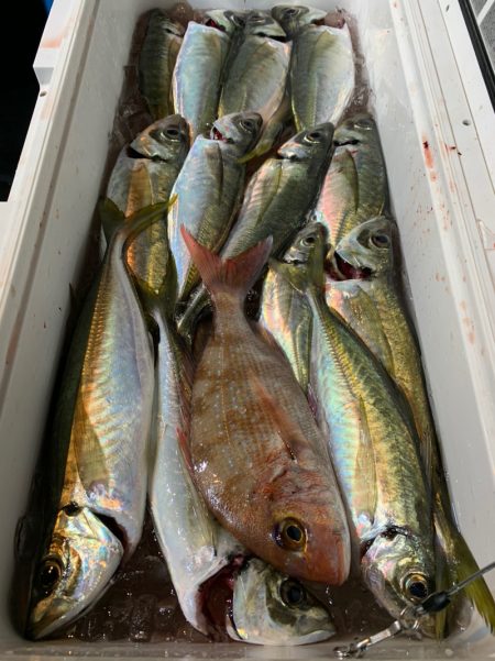 愛海丸 釣果