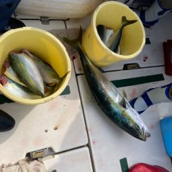 Ｖ−７ West 釣果