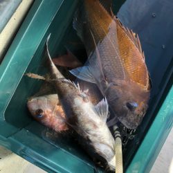 フィッシング　キッタカ 釣果