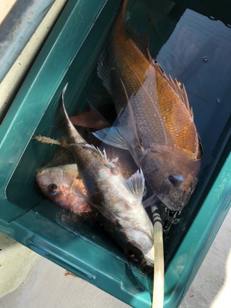 フィッシング　キッタカ 釣果