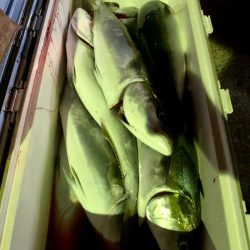 第二八坂丸 釣果