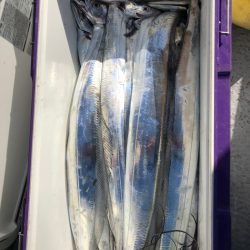 フィッシング　キッタカ 釣果