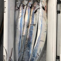 フィッシング　キッタカ 釣果