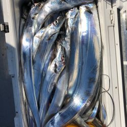 フィッシング　キッタカ 釣果