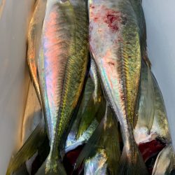 愛海丸 釣果