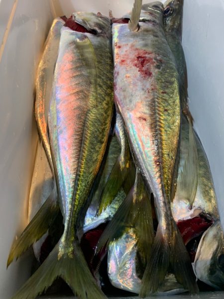 愛海丸 釣果