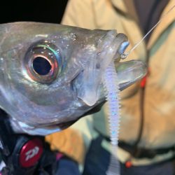 愛海丸 釣果