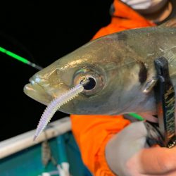 愛海丸 釣果