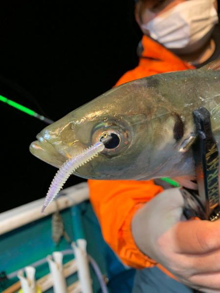 愛海丸 釣果