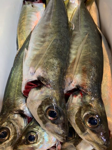 愛海丸 釣果
