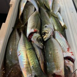 愛海丸 釣果