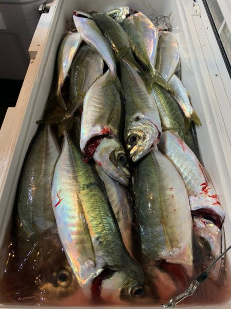 愛海丸 釣果