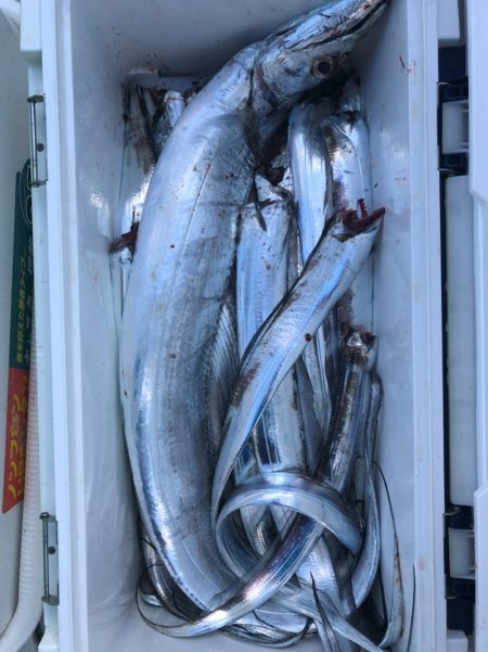 フィッシング　キッタカ 釣果