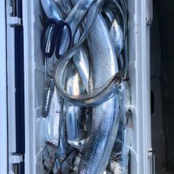 フィッシング　キッタカ 釣果