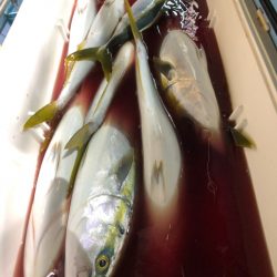 第二八坂丸 釣果