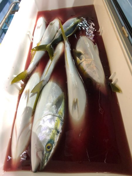 第二八坂丸 釣果