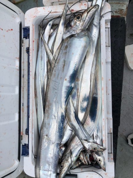 フィッシング　キッタカ 釣果