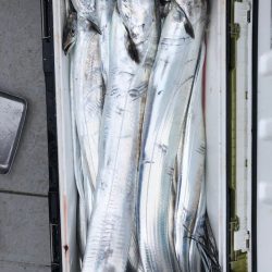 フィッシング　キッタカ 釣果