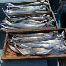 岡田釣船 八英丸 釣果