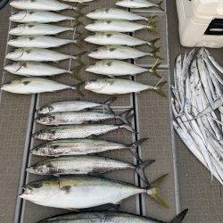 SeaRide(シーライド) 釣果