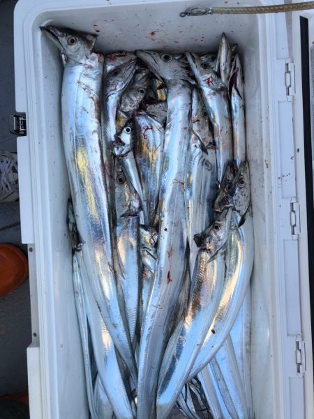 フィッシング　キッタカ 釣果