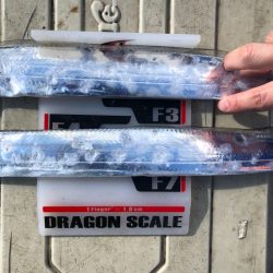 フィッシング　キッタカ 釣果