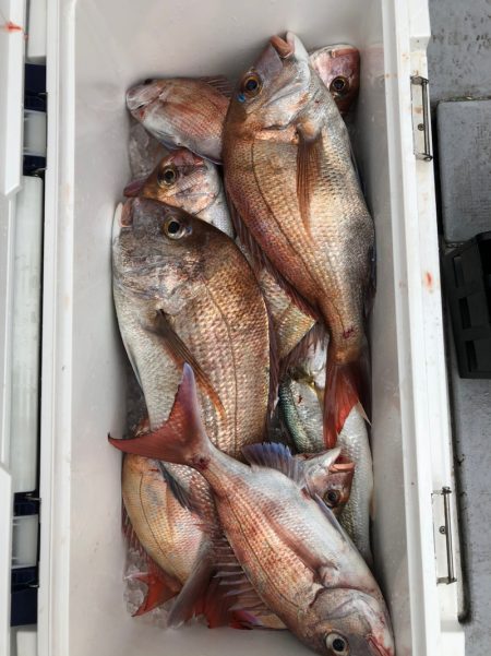 フィッシング キッタカ 釣果