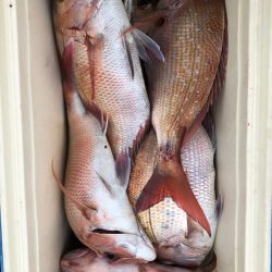 フィッシング キッタカ 釣果