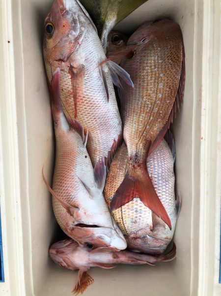 フィッシング キッタカ 釣果