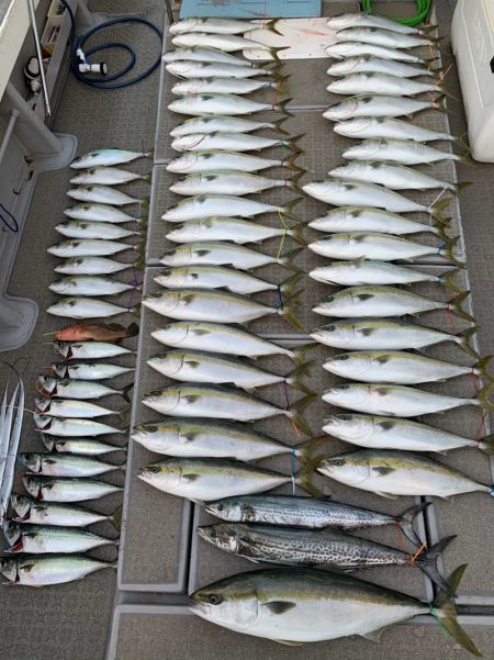 SeaRide(シーライド) 釣果