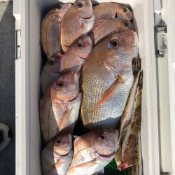 フィッシング キッタカ 釣果