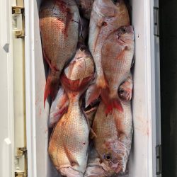 フィッシング キッタカ 釣果