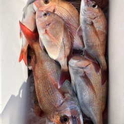 フィッシング キッタカ 釣果