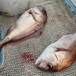 龍神丸（鹿児島） 釣果