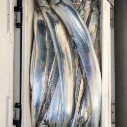 フィッシング　キッタカ 釣果