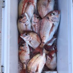 フィッシング　キッタカ 釣果