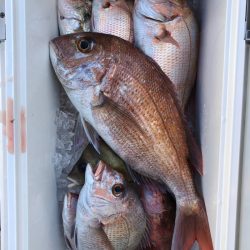 フィッシング　キッタカ 釣果