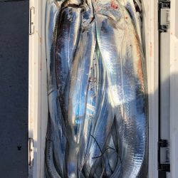 フィッシング　キッタカ 釣果