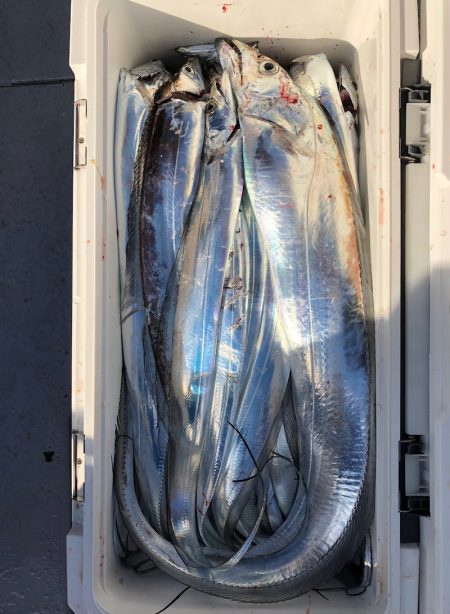 フィッシング　キッタカ 釣果